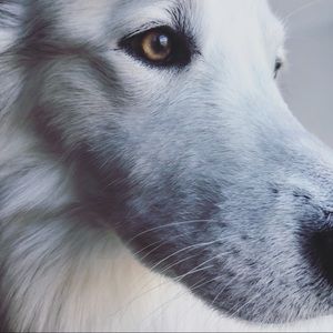 Meet your Posher, Rae